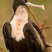 Great Frigatebird